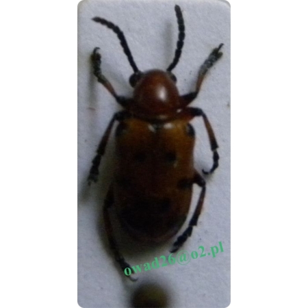 Crioceris duodecimpunctata (Linnaeus, 1758) Poskrzypka dwunastokropkowa